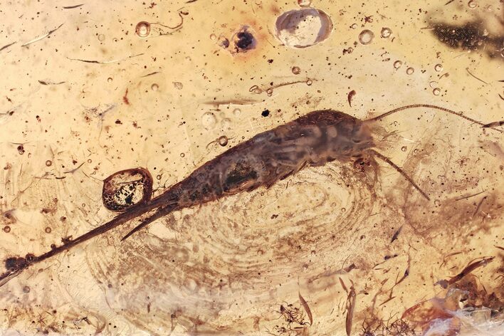 Detailed Fossil Bristletail (Machilidae) In Baltic Amber #367489